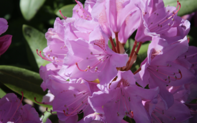 The Blossoming Potential of Stem Cell Flower Essences