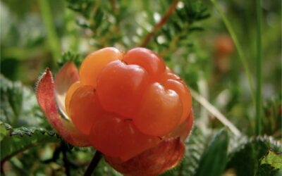 The Power of Cloudberries